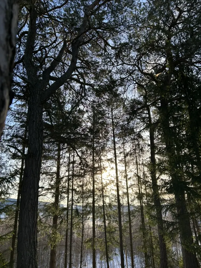 Sunlit Nordic forest representing sustainable team capability growth.