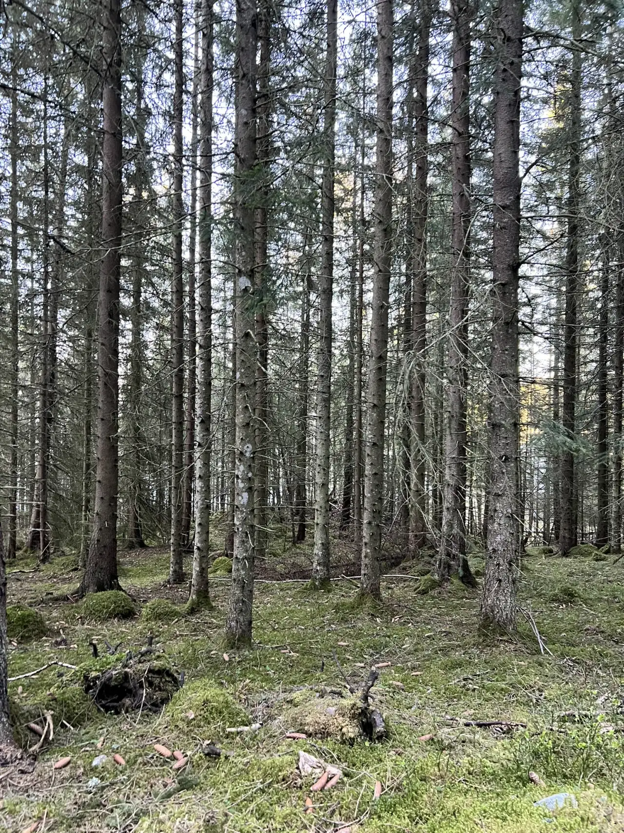Nordic spruce forest landscape representing long-term sustainable delivery.